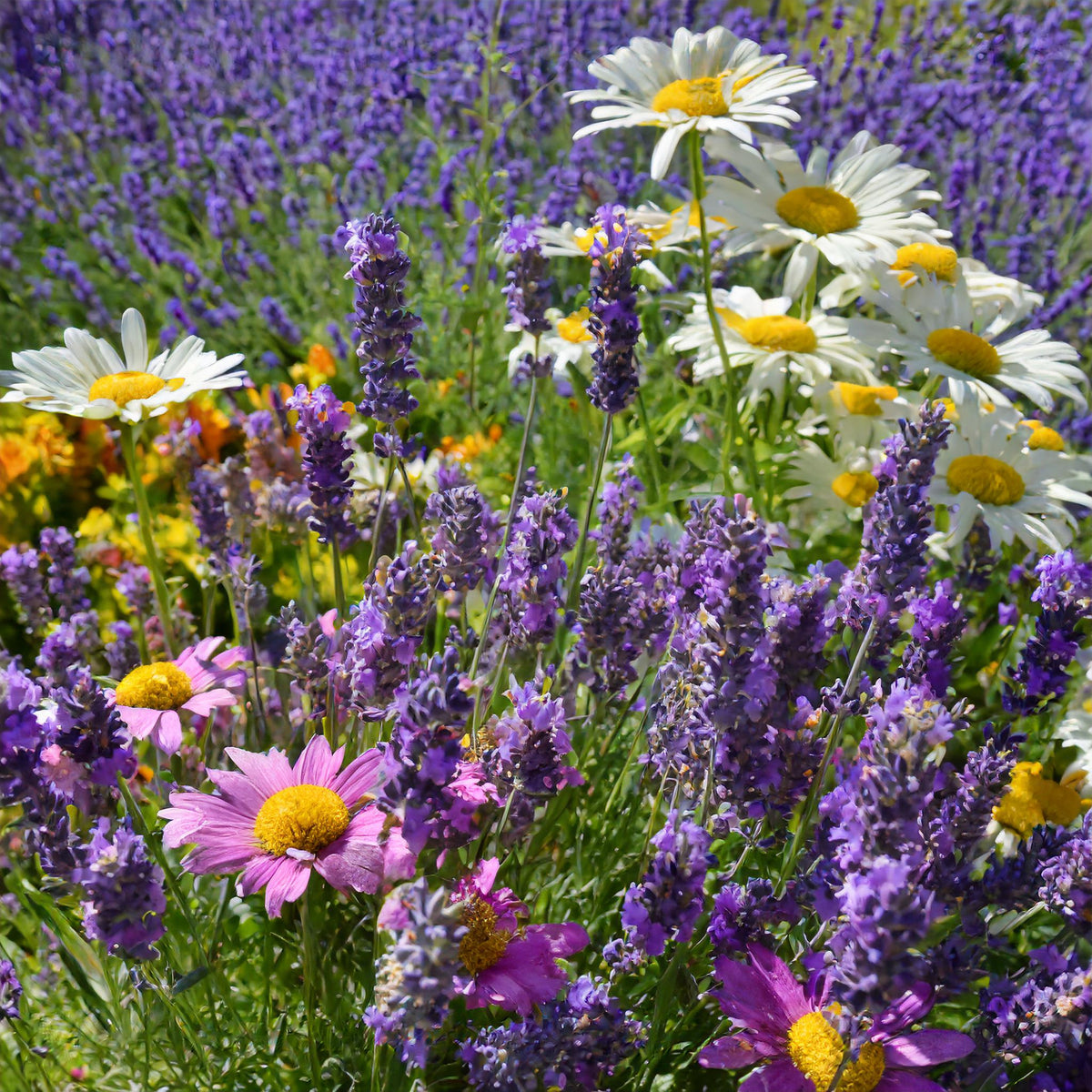 Companion Plants to Lavender