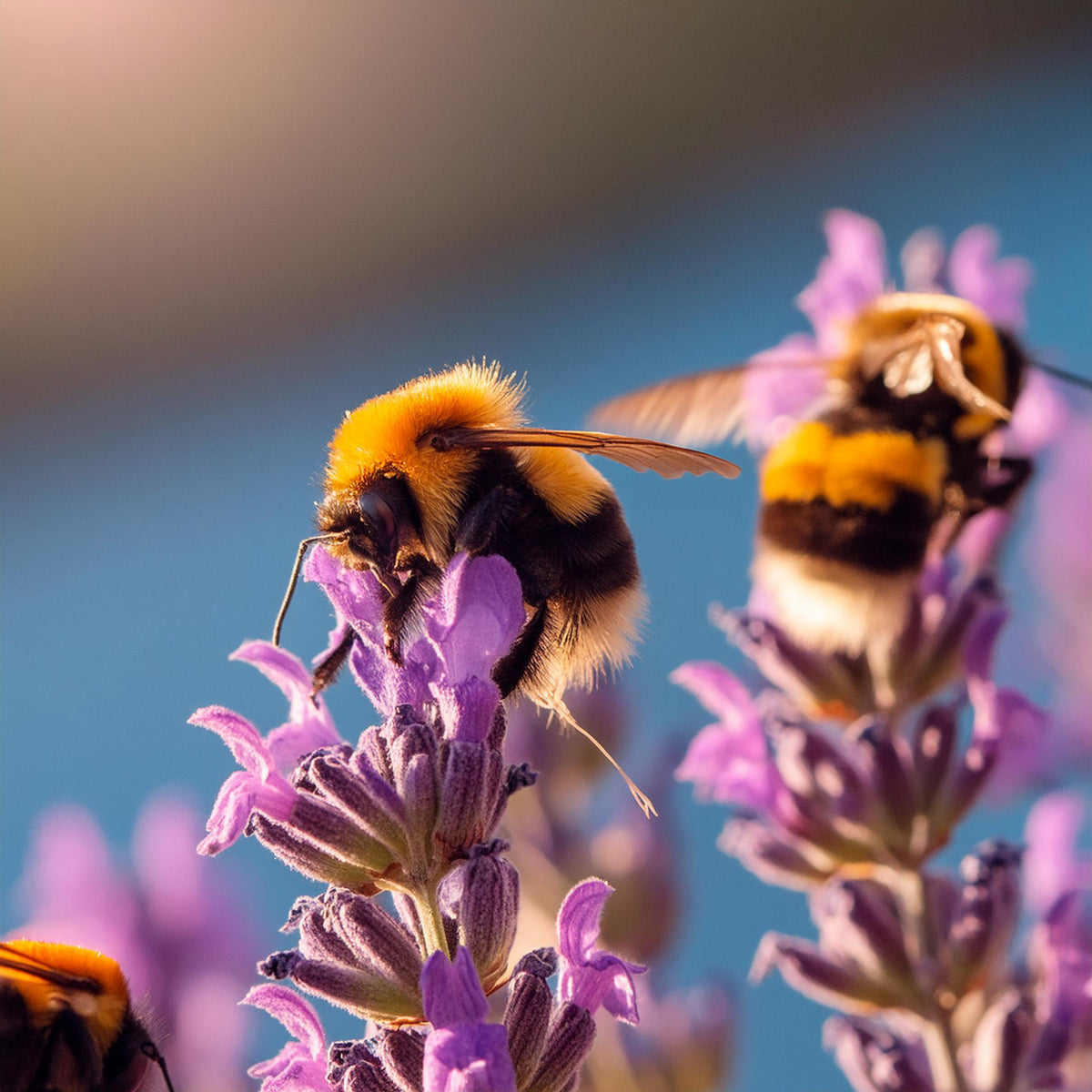 Fragrant Isle News Fragrant Isle Lavender Farm Shop fragrant-isle-news-fragrant-isle-lavender-farm-shop